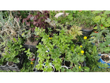 ������ ����������� ���������