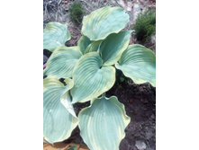 IMG 20160528 121648.jpg