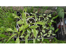 ������ ����������� ��������� ....