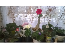 WP 20160520 17 51 14 Pro.jpg