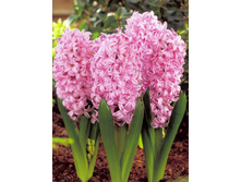 ������� ���� �������.jpg