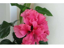 �������� �������� ���� ...... 400- 500  ���. ......