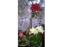 WP 20160520 17 52 02 Pro.jpg