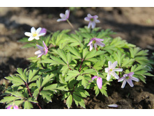 ��������� ��������� (�ϣ ����)