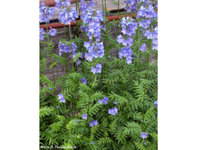 ������ ������� ������ 90 ���.jpg