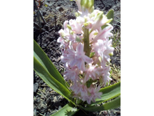 IMG 20160511 115525.jpg