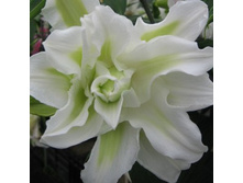 ����� ���� ����.jpg