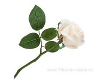 3661864014229 ������ ������������� ���� Suzane, 25�� 360 141,45.jpg