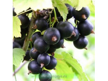 ������ ��������� ��������.jpg