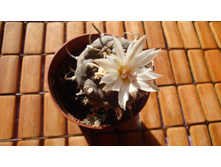 ������������� Polaskii N 18