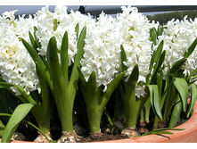 ������� ��������.jpg