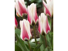 15,69���. ������� ������ ������(��� 10 ��. ���������� ������ 5��.).jpg