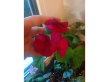 ����� (�������).JPG