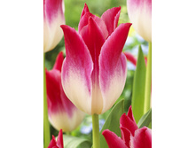 22,24���. ������� ��������� ����(��� 10 ��. ���������� ������ 5��.)���15.jpg