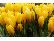 ������ ������.jpg