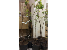 �������� ��� �������� �� ����� ��������� (�������� � ����������� � �������)