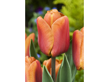 15,69���. ������� ����� �����(��� 10 ��. ���������� ������ 5��.)���16.jpg