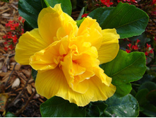 �������� �������� ����- Koenig- 400 - 500 ���.