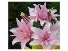 ����� ������.jpeg