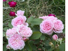 ���� ������ ����