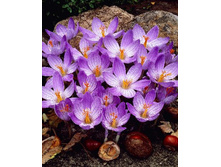 9,69���. ������ �������� (����������.)(���������� ������ ������ ���������� �� 10 ��.).jpg