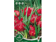 ������� ������� ���-�-���.jpg