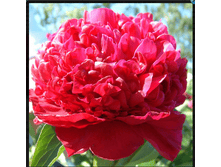 ��� �������� ������