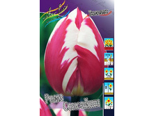 554e6e9b9526c 1728rub. tyulpan remz senseyshnryad 10 sht. zakazyvaem kratno 5sht..jpg