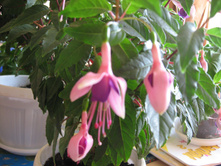 ������ ���������������