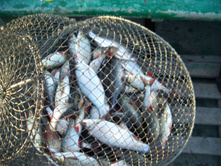 ��������� ����