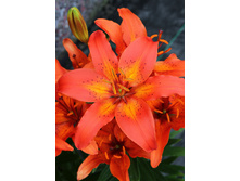 25,3���. ����� ������� ����(��� 5 ��. ���������� ������ 2 ��� 3 ��.)���16.jpg