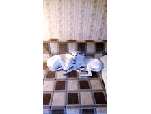 ��� �������))