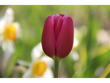 ������� ������� (�ϣ ����)