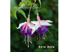 ������ BoraBora