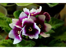 ������ optimara my love.JPG