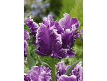 75,4���. ������� ��������� ������(�������� ���� �� 5 ��., ����������� ����� 1��.)���15.jpg