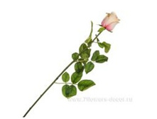 4606500502349 ������ ������������� ���� ������, 76�� 144 462,3.jpg