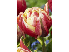 19,81���. ������� ��� ����(��� 10 ��. ���������� ������ 5��.).jpg