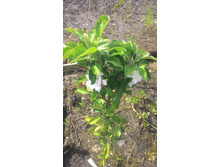 ��������)