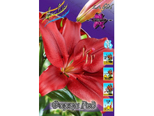 20,3���. ����� ����� ���(��� 10 ��. ���������� ������ 5��.).jpg