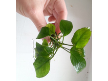 ������� ����.jpg