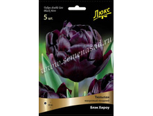 ������� ���� ����.jpg