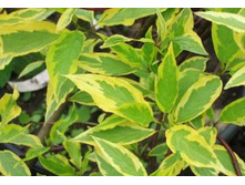 ����� �����