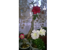 WP 20160520 17 51 52 Pro.jpg