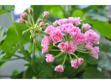 Swanland Pink ����������.JPG