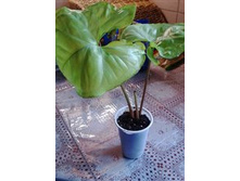 ������� ����� ����