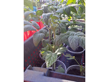 ������ �� �������, �� ��� ������)))