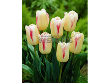 15,31���. ������� ������� ����(��� 10 ��. ���������� ������ 5��.)���16.jpg