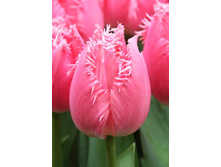 19,43���. ������� ��������(��� 10 ��. ���������� ������ 5��.).jpg