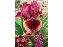 ���� ���� ��